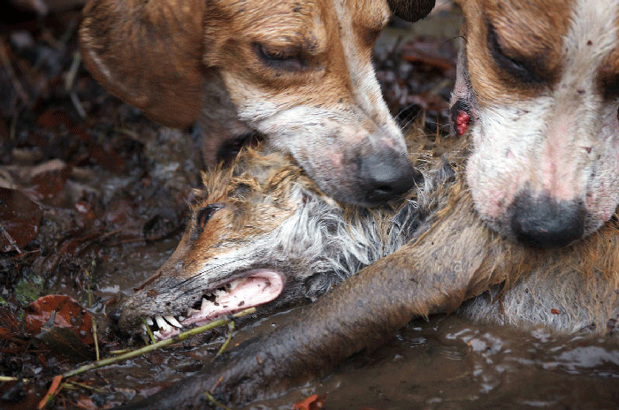 dogs ripping a fox apart