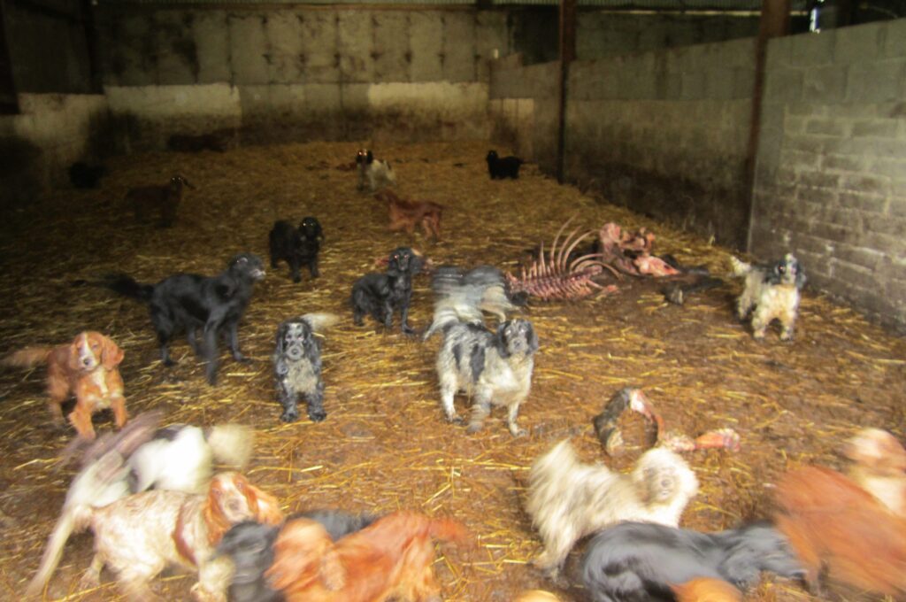 How Do You Find A Puppy Farm