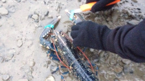 Lobsters liberated from restaurant in Dublin