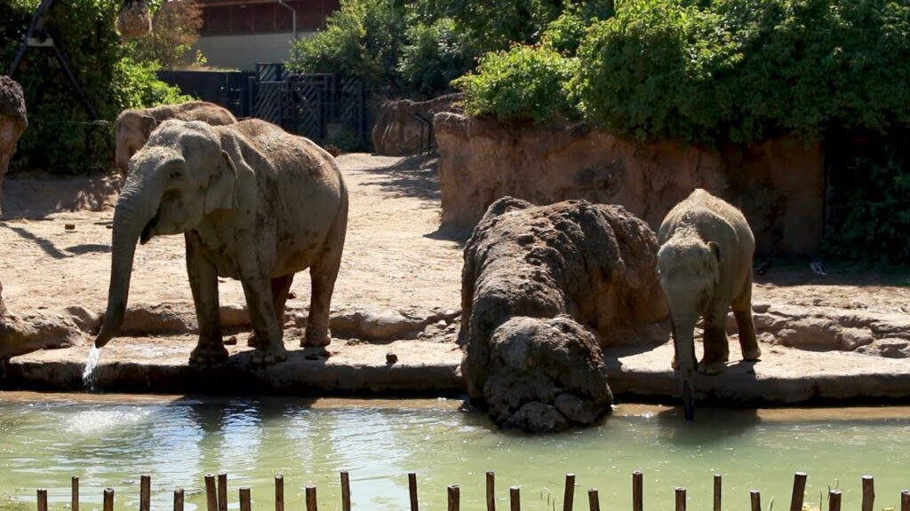 dublin zoo elephants