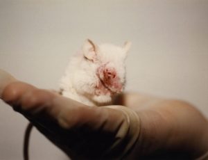 mouse_in_hand-1024x725